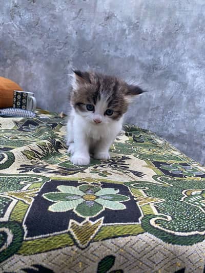 Persian kitten for sale. contact on 03184911072
