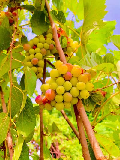 Female maid or babe care taker ki need ha