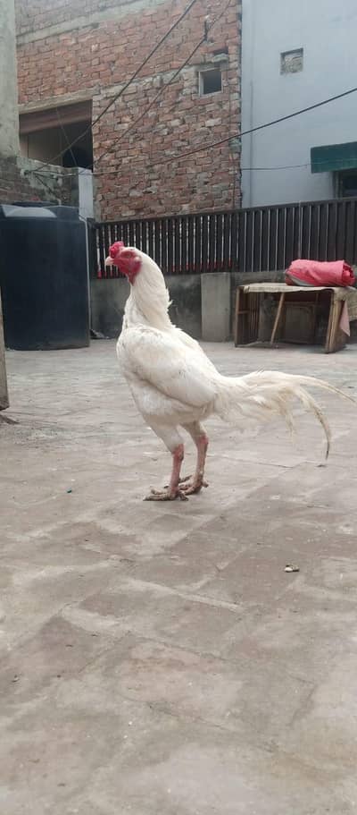 paper white Heera aseel murgha