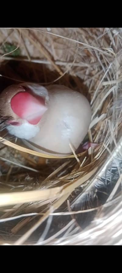 fown jawa breeder pair with eggs urgent sale