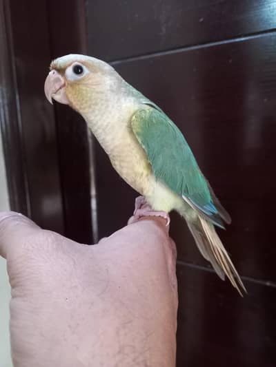 sky Blue conure hand tammed parrot