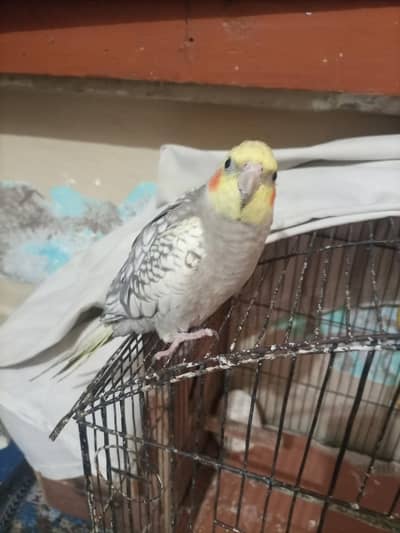 Hand tame Cockatiel