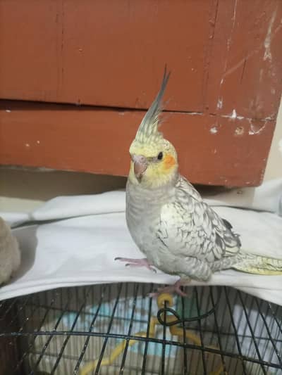 Hand tame Cockatiel