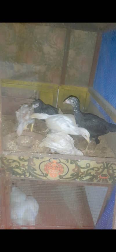 only serious buyer what's app msg