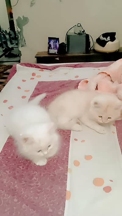 Persian kittens Sami punch triple cotted