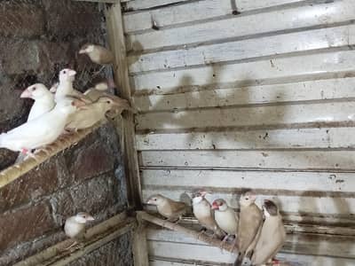 fawn java pair with chicks and pathy