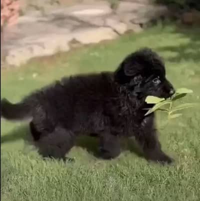 Pair on home feed puppies cute ha