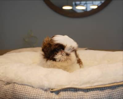 Top Quality Shihtzu Puppy