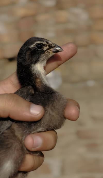 Pure thai aseel chicks