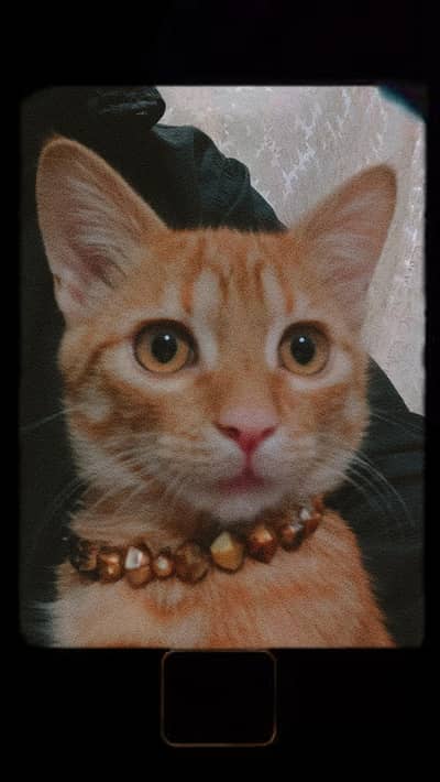 orange cat for giveaway