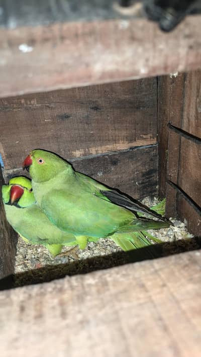 green pair healthy and active mashallah