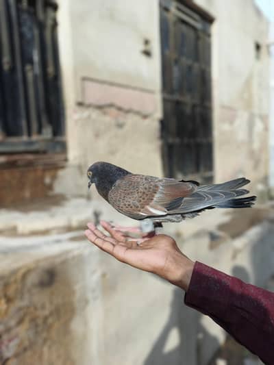 hand tame peigon for sell