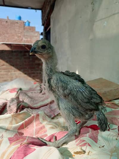Aseel chicks / miawali aseel /Heera/murga/murgi