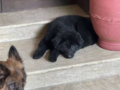 German shepherd long hair
