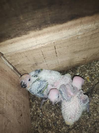 Sun Conure Mother Feed 3 chicks for sale