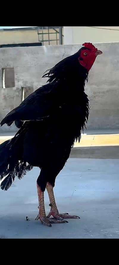 aseel murgy for sale age 1years sy upr ha