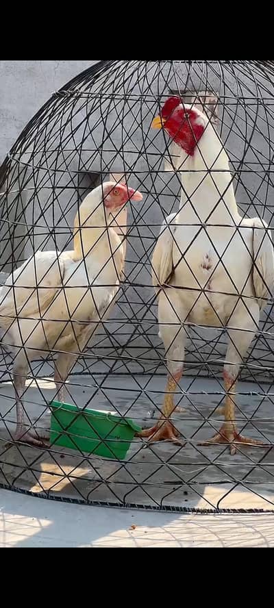 eggs available white pair k ha