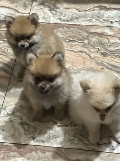 Pomeranian Puppies