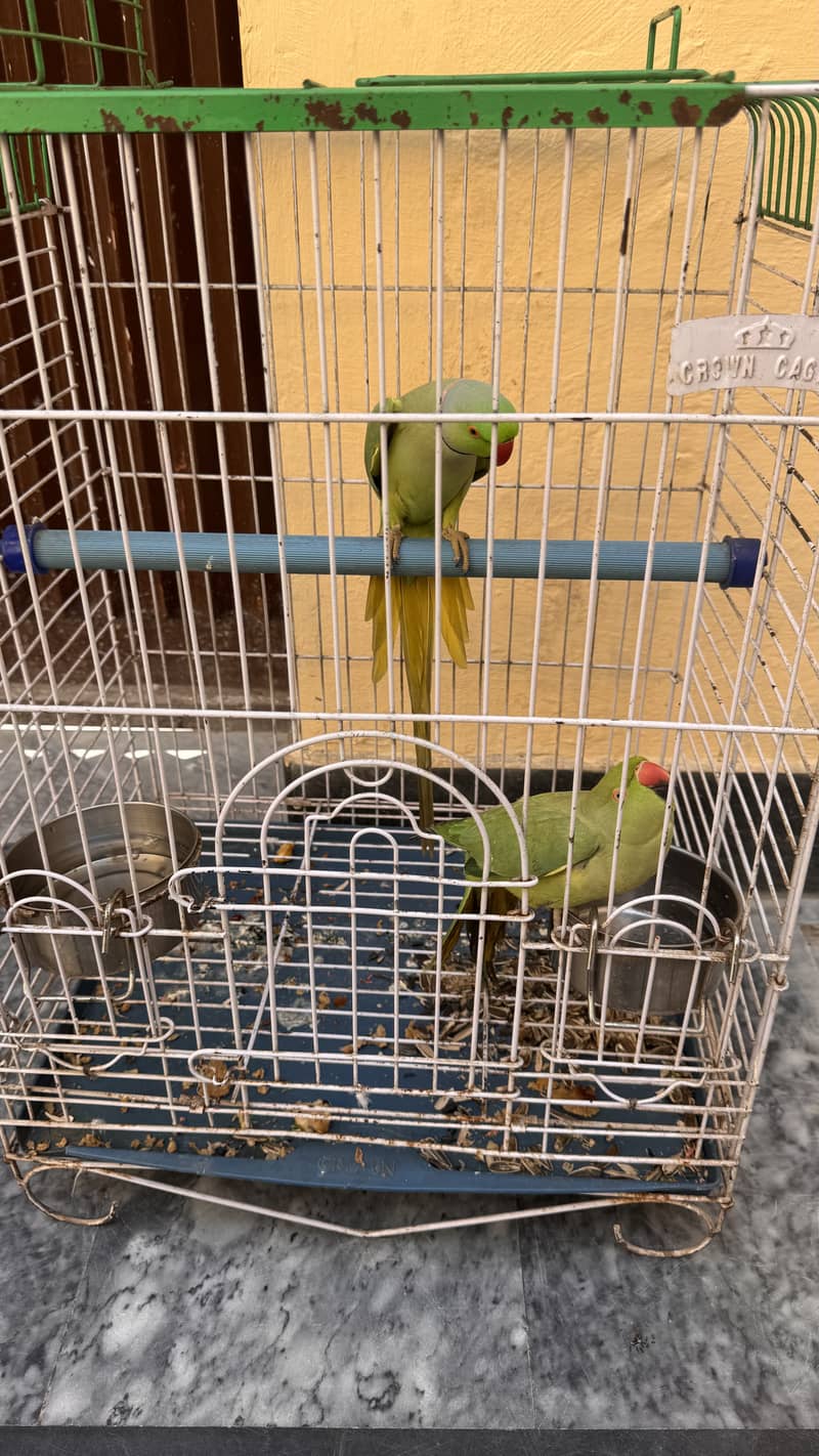 Pair ready for braid 0