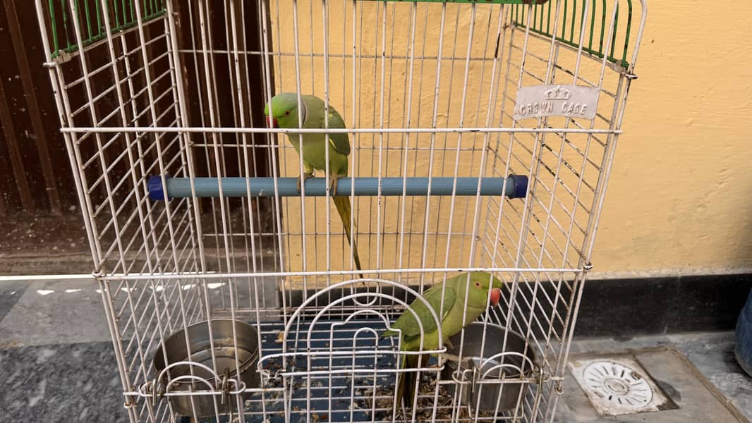 Pair ready for braid 1