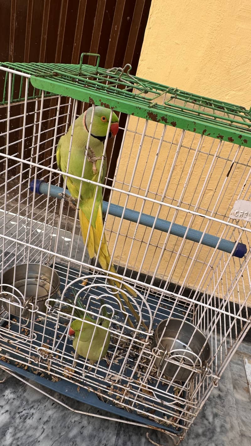 Pair ready for braid 3