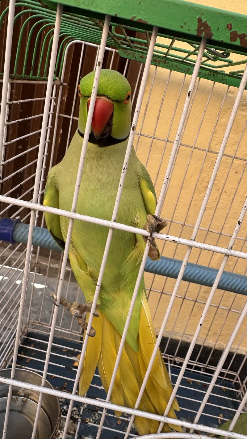 Pair ready for braid 4