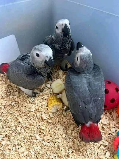 African grey parrot cheeks for sale 03301785772