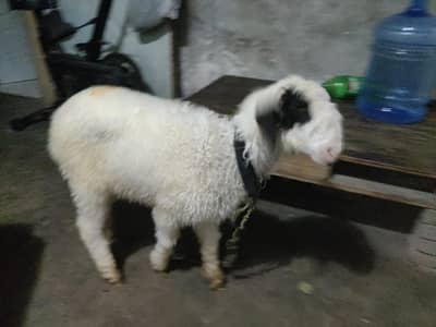 cross khara or long tail