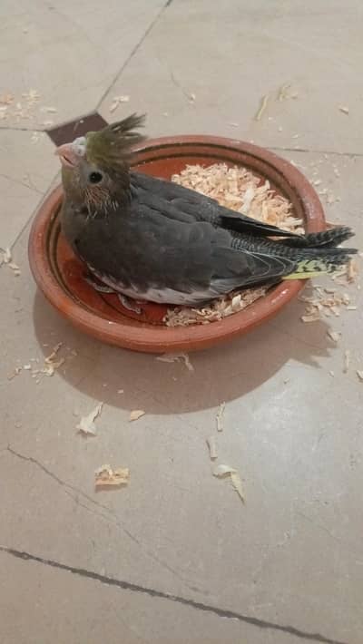 Cocktiel chicks for sale