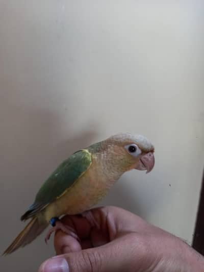 Blur Cinnamon Conure Hand Tame