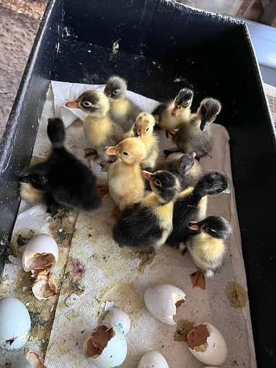 Duck chicks And Egg Available