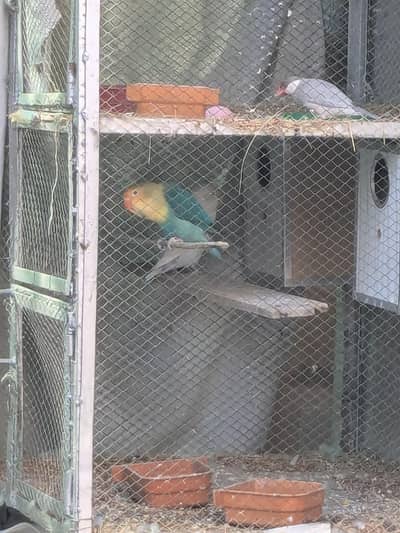 Lovebirds pair with box