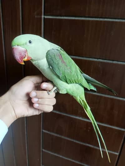 Kashmiri Raw parrots for sale