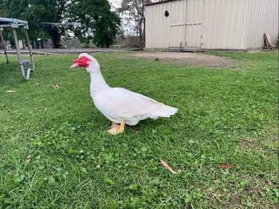 muscovy white male for sale