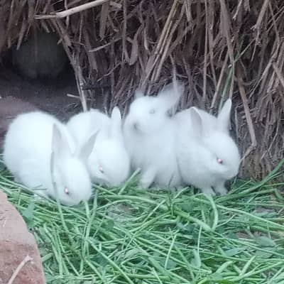 White RABBITS FOR SALE.