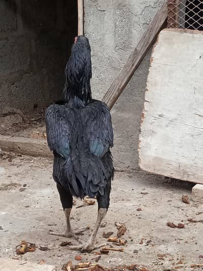 German O Shamo Female