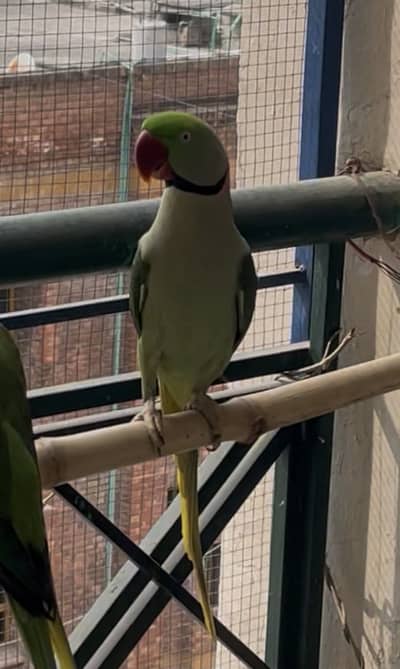 Alexander’s Raw Partots