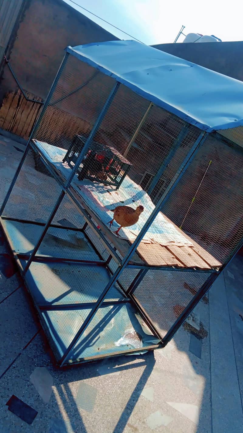 پرندوں کا پنجرہ فار سیل 1