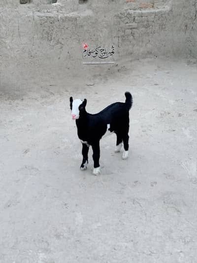 Beautiful Ablak Print Female Available