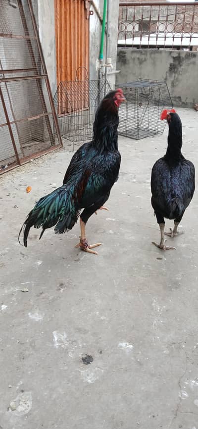 Aseel Mushka Mianwali Pair