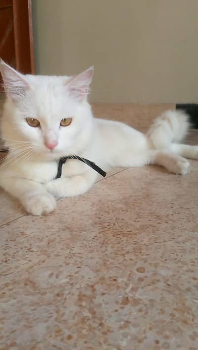 loving home needed for Persian cat with special care requirements. .