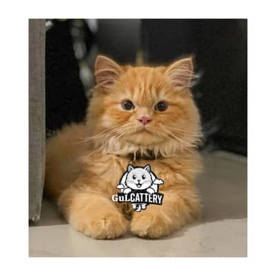 Persian British punch face piki face kitten cat available