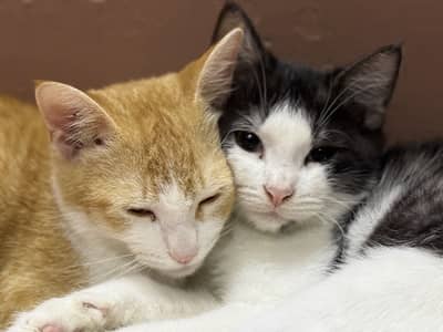 Persian cats for adoption