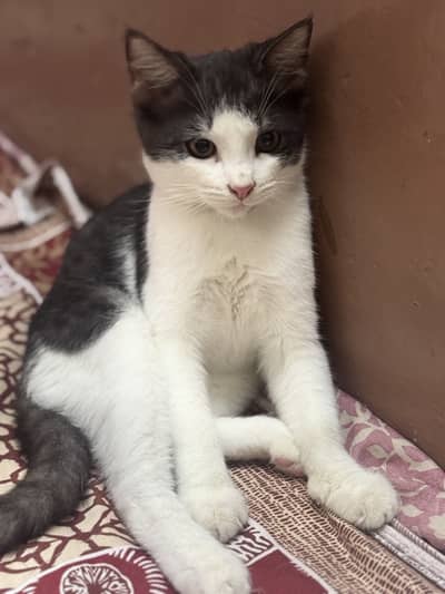 Persian cats for adoption