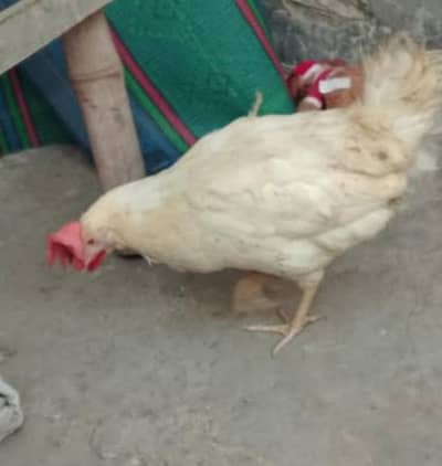 layer hen desi cheap