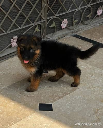 German Shepherd puppy for sale  0340,0095664 my WhatsApp number