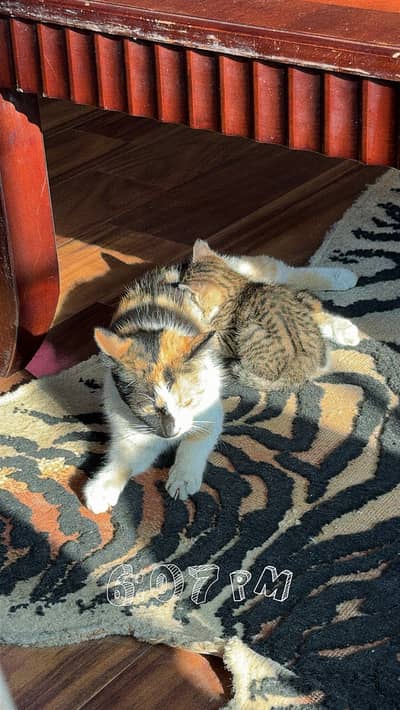 Tabby cat (mother and kitten)