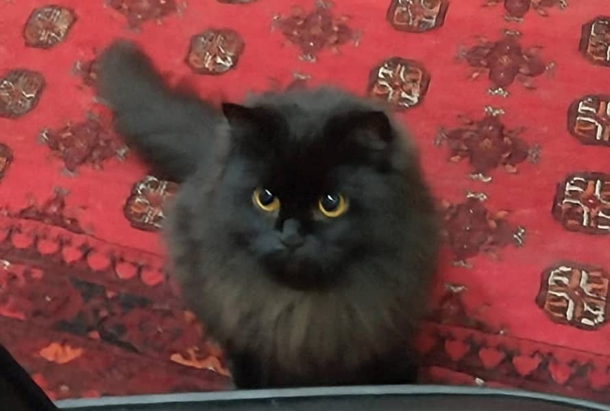 Persian cat 1