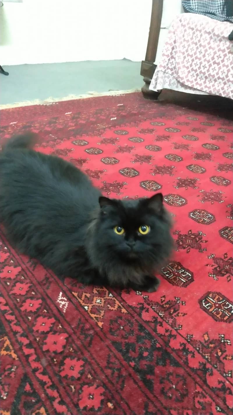Persian cat 2