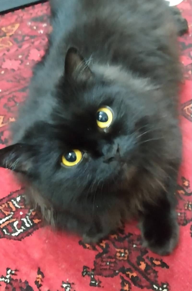 Persian cat 3